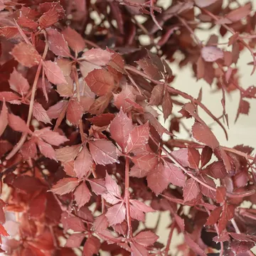 Burgundy Maple Branch artificial bouquet - 107 cm, 4 pcs - Botané