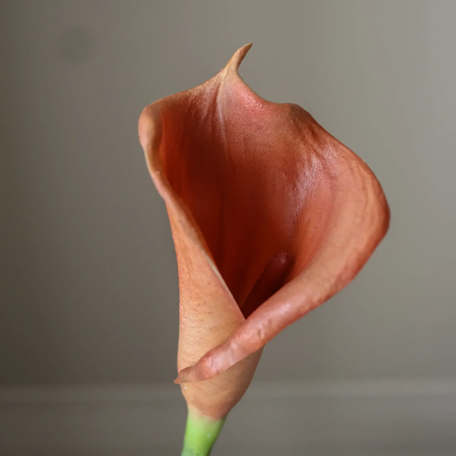 Calla lily artificial bouquet, Brown, 62 cm, 8 pcs Botané