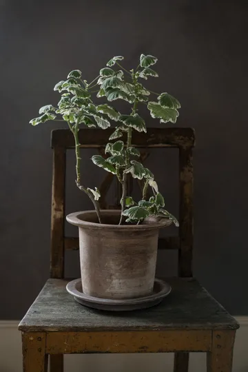 Ernst terracotta pot with saucer - Ø24x17 cm - ERNST