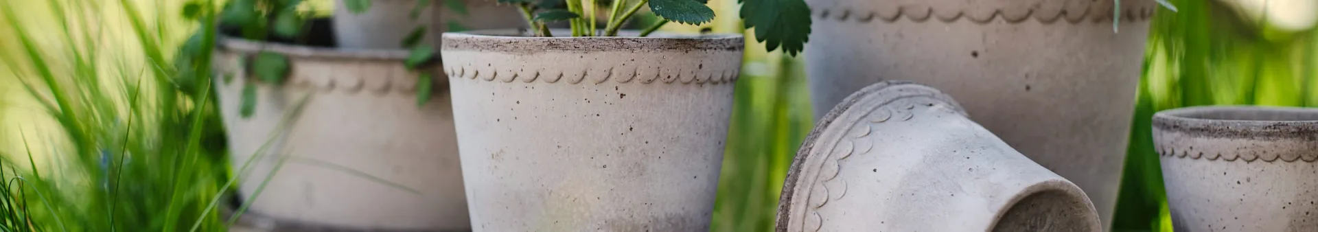 Light grey plant pots with scalloped rims, some holding green plants, in a grassy setting.